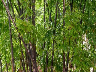 Obraz na płótnie Canvas background texture green bamboo tree