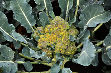 On the ground grow cabbage broccoli