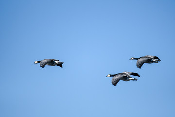 three white-headed geese flying in formation