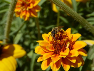 Pollinisation par les insectes