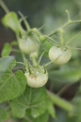 Tomato Garden