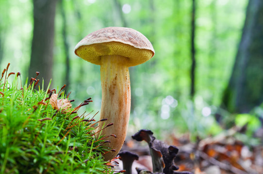 Good edible mushroom Boletus subtomentosus growing in the forest