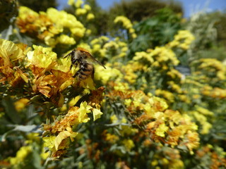 Pollinisation par les insectes
