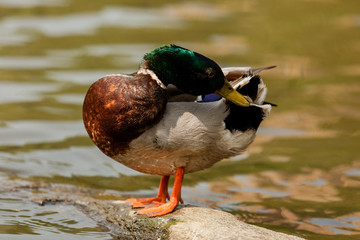 Male duck is grooming himself standing on a rock