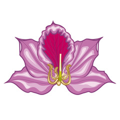 Fototapeta na wymiar Lilac Bauhinia blossoms. Stock illustration. Isolated image on white background. Symbol of Hong Kong