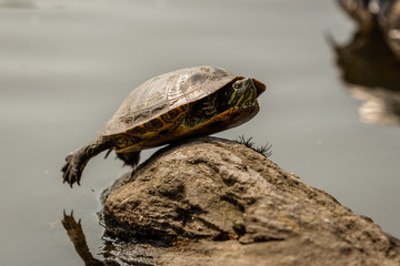 Fototapeta premium Red eared slider taking a sunbath on the rocks of turtle pond in central park