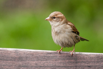 Sparrow sitting on a bench in new york
