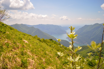 Fototapeta premium A flower in the forground of a scenic background with clouds, blue sky, green hills and blue ridge river with focus on the background