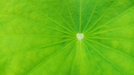 Fototapeta na wymiar Closeup Lotus leaf texture