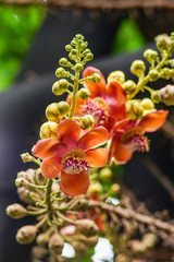 Beautiful close-up of Cannonball tree flowers (Couroupita guianensis).