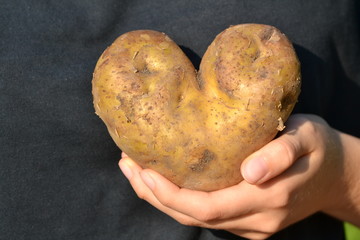 Potato in the shape of a heart in hand - on black background