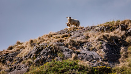 Sheeps in Snowdonia Wales