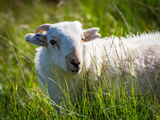 Naklejka na ściany i meble Sheeps in Snowdonia Wales