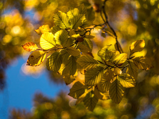 Autumn Leaves