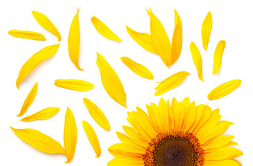 Obraz premium Sunflower Concept Isolated on White Background