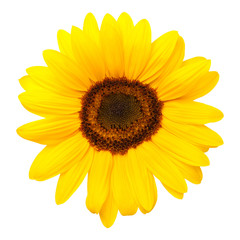 Fototapeta premium Sunflower Isolated on White Background