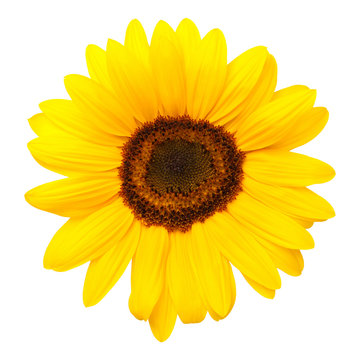 Sunflower Isolated on White Background