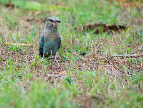 Ghiandaia Marina (coracias garrulus)