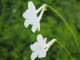 Floret