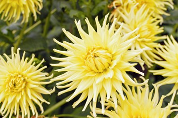 yellow chrysanthemums in the garden