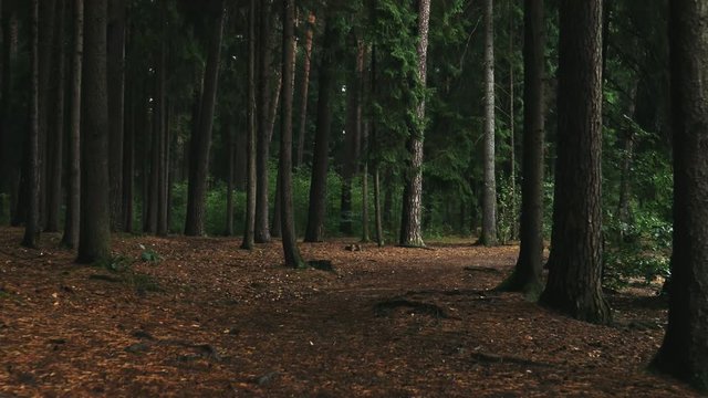 B&auml;ume im Wald in Bewegung