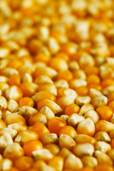 Yellow corn seed background. Close up of food grains.
