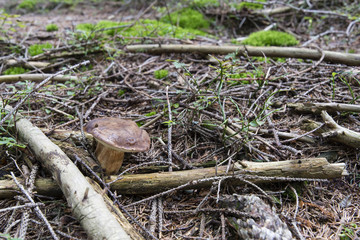 Edible mushroom in needles.