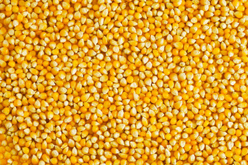 Yellow corn seed background. Close up of food grains.