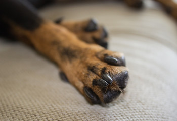 Dog paws on a sofa, a black-brown color