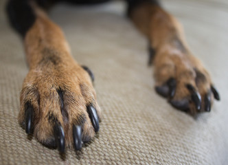 Dog paws on a sofa, a black-brown color