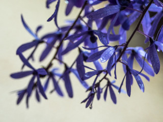 Purple Flowers in the Rain