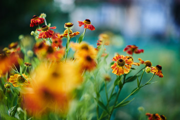 Warm colours flower village countryside