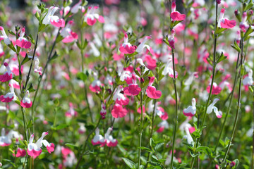 Sage Pink lips