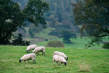 Obraz premium Scottish Sheep 