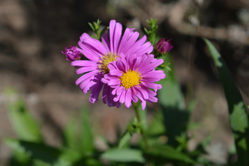 New York Aster Orlando