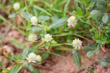 Fototapeta premium Small globular shaped flower growing wild on the Atherton Tableland in Queensland, Australia