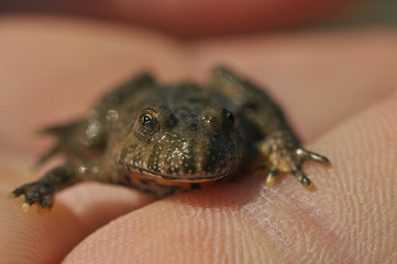 yellow-bellied toad (Bombina variegata)