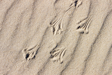 Footprints the sea bird on the sand surface