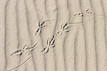 Footprins of bird walking on sandy surface