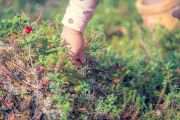 Collecting lingonberries. Photo from Finland.