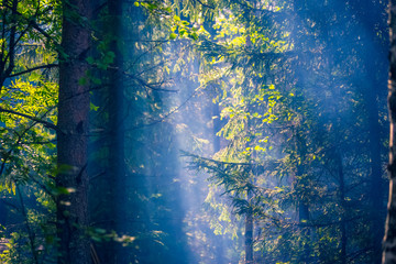 Smoke in the woods. Photo from Sotkamo, Finland.