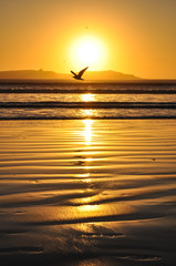 Sceanic coastal view with one seagull flying high at sunset