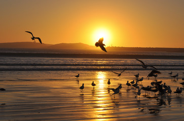 Sceanic coastal view with seagulls at sunset 2