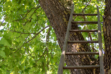 Fototapeta premium Leiter im Baum