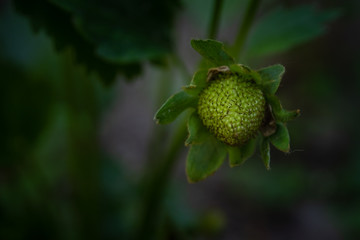 Erdbeerpflanze noch nicht reif