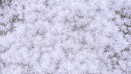 a lot of small fir branches in white color, soft blur on the full picture, white and gray background, light textures with spiny plants