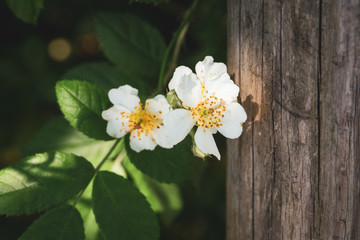 Weiße Blüten im Garten