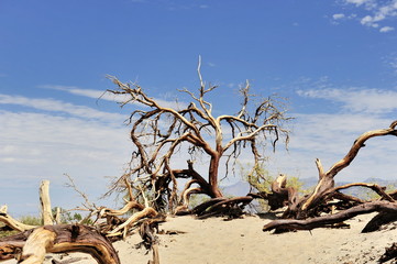 Fototapeta na wymiar USA. Desert in the Death Valley.