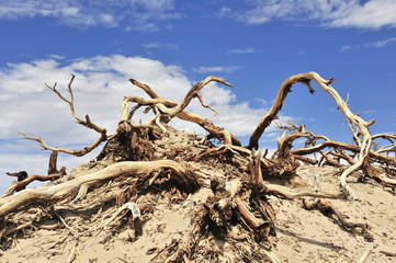 USA. Desert in the Death Valley.