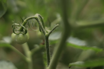 Tomato Garden